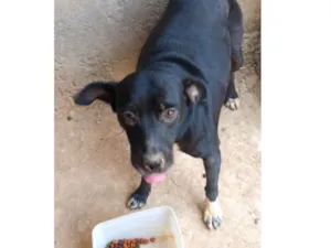 Cachorro raça SRD idade 2 anos nome Pretinha