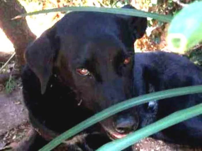 Cachorro ra a  idade 4 anos nome Preto