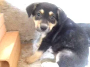 Cachorro raça Srd idade 2 a 6 meses nome Kiko