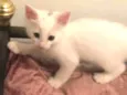 tres gatinhos