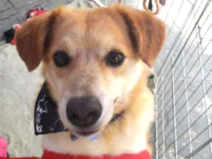 Cachorro raça SRD idade 3 anos nome Joca