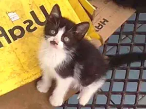 Gato raça vira lata idade 2 a 6 meses nome sem nome