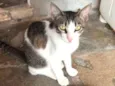 Nala