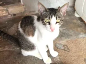Gato raça  idade 7 a 11 meses nome Nala