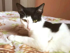 Gato raça  idade 7 a 11 meses nome Kaila