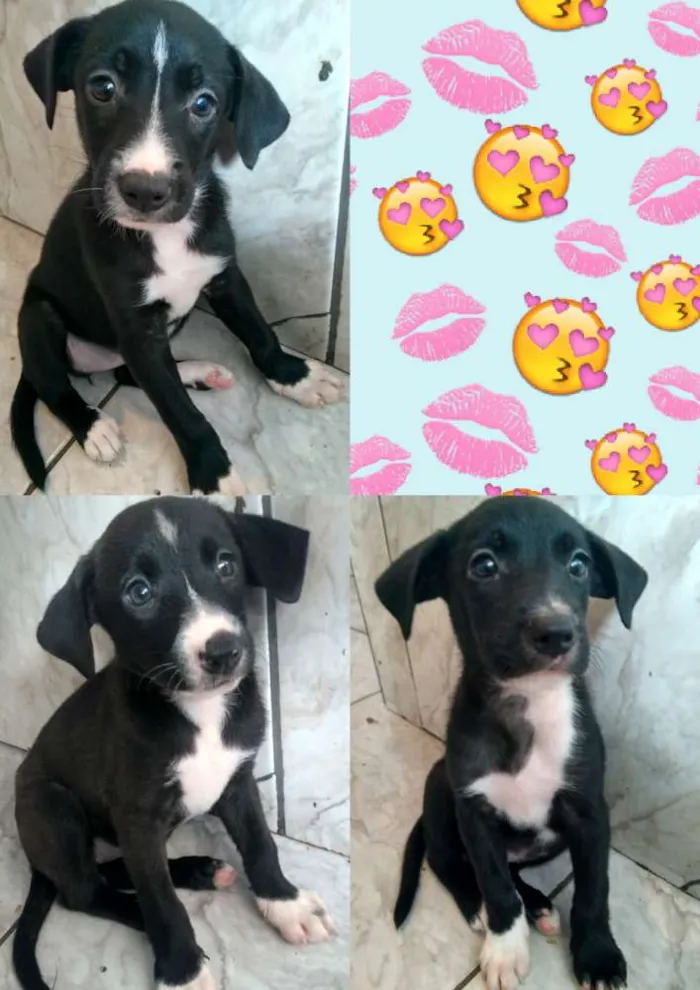 Cachorro raça Vira lata idade Abaixo de 2 meses nome Princesas