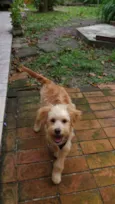 Benji 
