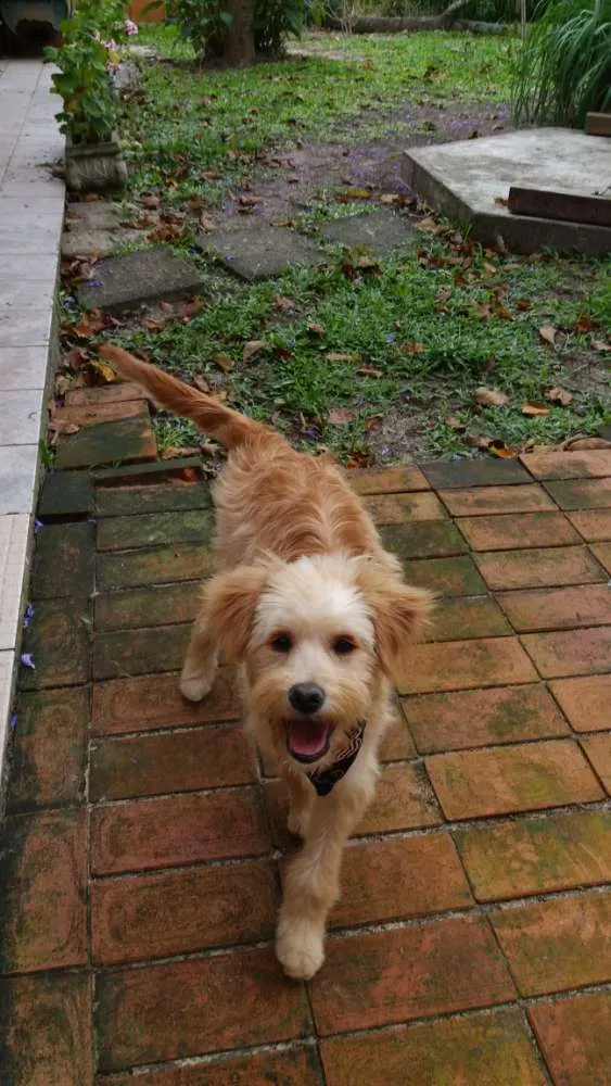 Cachorro ra a Não definida idade 2 a 6 meses nome Benji 