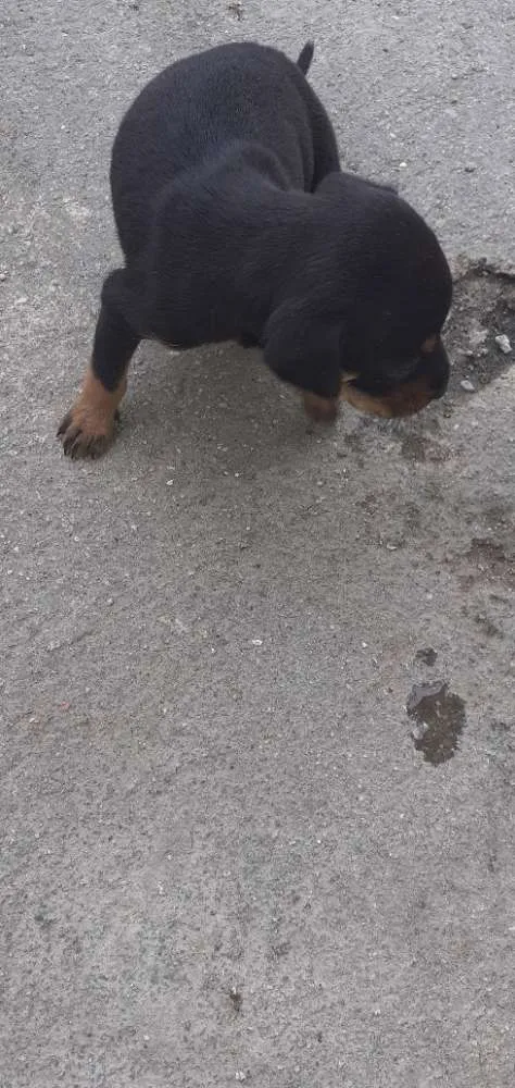 Cachorro ra a Mistura de pastor alemã  idade Abaixo de 2 meses nome Minie