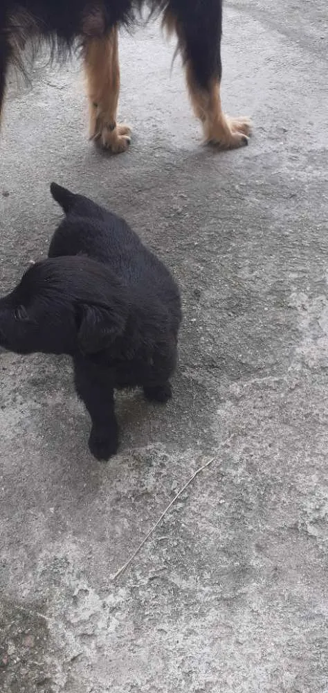 Cachorro ra a Mistura de pastor alemã  idade Abaixo de 2 meses nome Minie