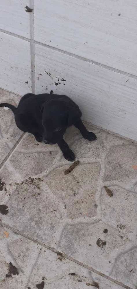 Cachorro ra a Mistura de pastor alemã  idade Abaixo de 2 meses nome Minie