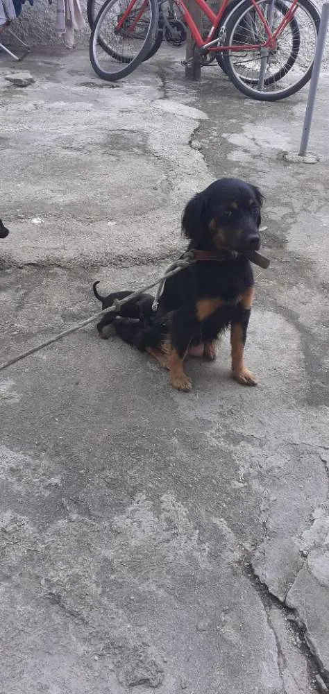 Cachorro ra a Mistura de pastor alemã  idade Abaixo de 2 meses nome Minie