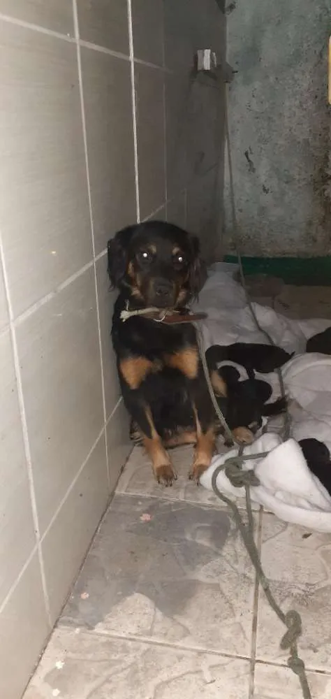 Cachorro ra a Mistura de pastor alemã  idade Abaixo de 2 meses nome Minie