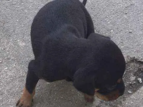 Cachorro ra a Mistura de pastor alemã  idade Abaixo de 2 meses nome Minie