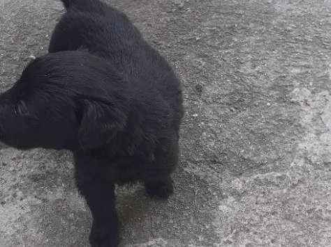 Cachorro ra a Mistura de pastor alemã  idade Abaixo de 2 meses nome Minie