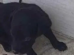 Cachorro ra a Mistura de pastor alemã  idade Abaixo de 2 meses nome Minie