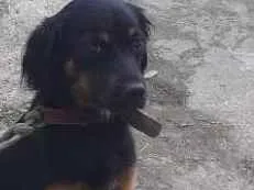 Cachorro ra a Mistura de pastor alemã  idade Abaixo de 2 meses nome Minie