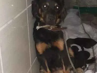 Cachorro ra a Mistura de pastor alemã  idade Abaixo de 2 meses nome Minie