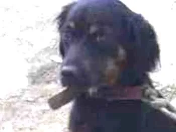 Cachorro ra a Mistura de pastor alemã  idade Abaixo de 2 meses nome Minie