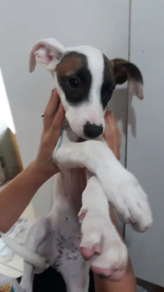 Cachorro ra a SRD idade 2 a 6 meses nome Sem nome