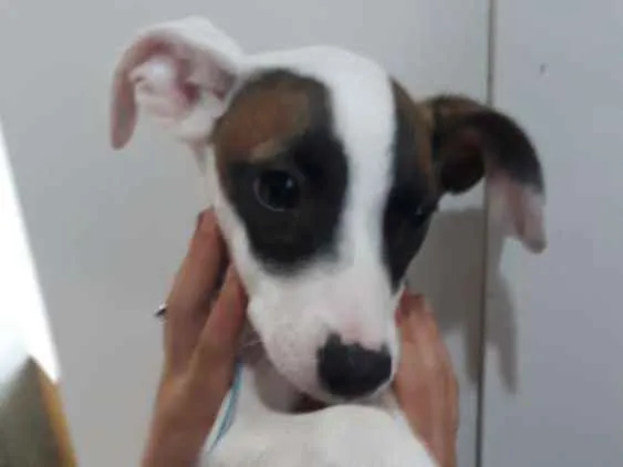 Cachorro ra a SRD idade 2 a 6 meses nome Sem nome
