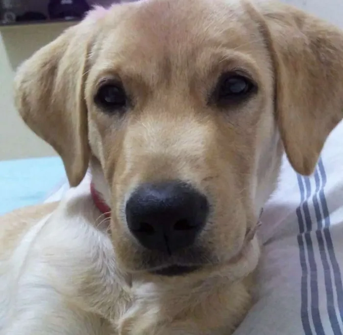 Cachorro raça Labrador  idade 7 a 11 meses nome Théo