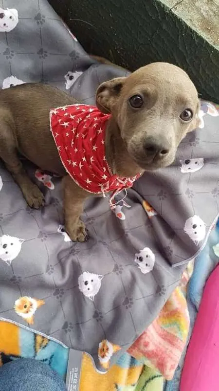 Cachorro ra a SRD idade 2 a 6 meses nome Ozy
