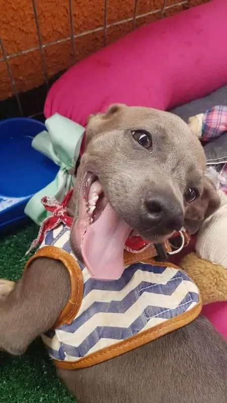 Cachorro ra a SRD idade 2 a 6 meses nome Ozy