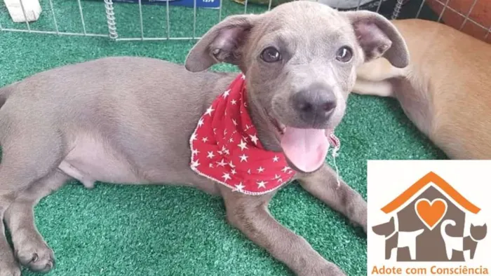Cachorro ra a SRD idade 2 a 6 meses nome Ozy