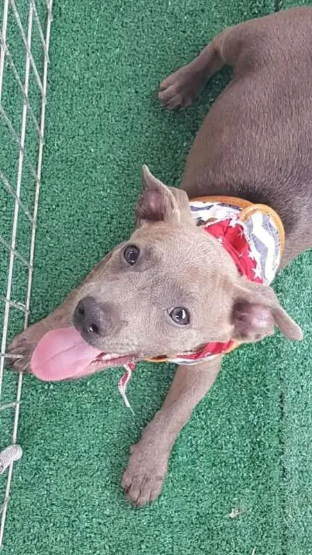 Cachorro ra a SRD idade 2 a 6 meses nome Ozy