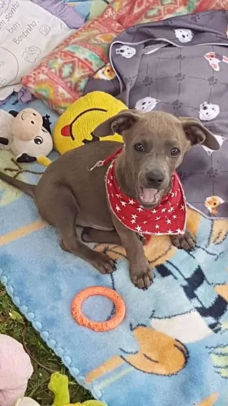 Cachorro ra a SRD idade 2 a 6 meses nome Ozy