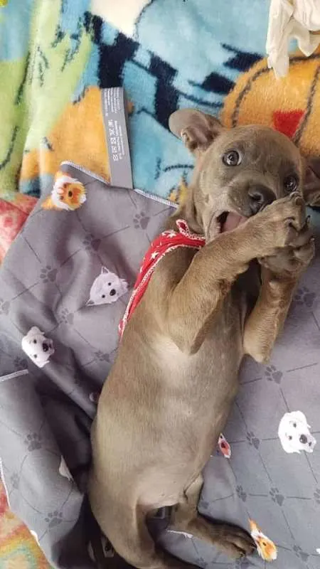 Cachorro ra a SRD idade 2 a 6 meses nome Ozy