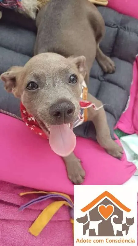 Cachorro ra a SRD idade 2 a 6 meses nome Ozy