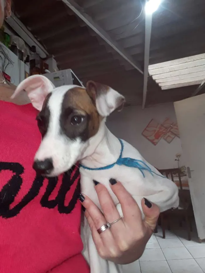 Cachorro ra a SRD idade 2 a 6 meses nome Sem nome