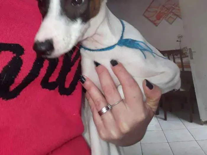 Cachorro ra a SRD idade 2 a 6 meses nome Sem nome