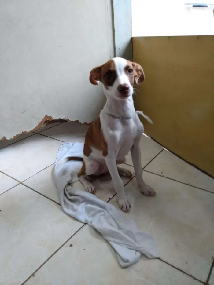 Cachorro ra a SRD idade 2 a 6 meses nome Sem nome