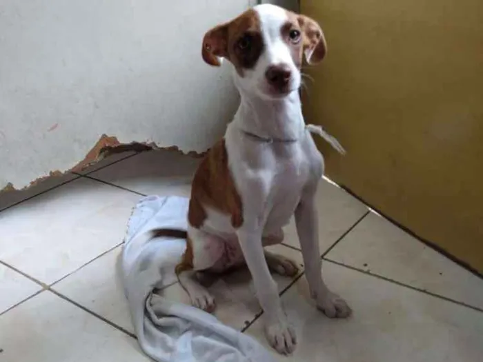Cachorro ra a SRD idade 2 a 6 meses nome Sem nome