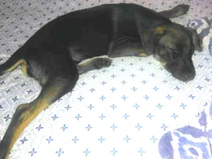 Cachorro raça Sem raça definida  idade 7 a 11 meses nome Pretinha 