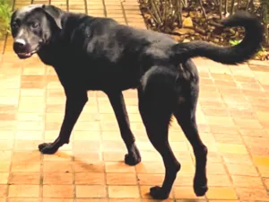 Cachorro raça Mistura de Labrador idade  nome Não sei