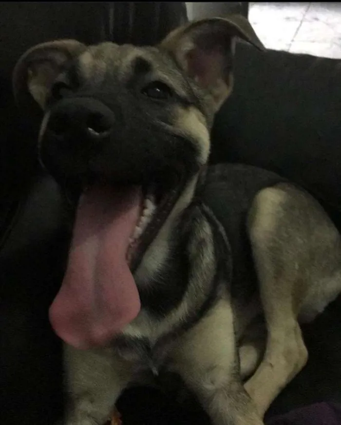 Cachorro raça Vira lata misturado  idade 1 ano nome Hulk