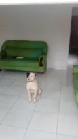 Rossi