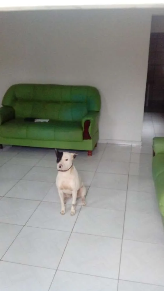 Cachorro raça Pitbull idade 6 ou mais anos nome Rossi