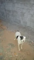 Rossi