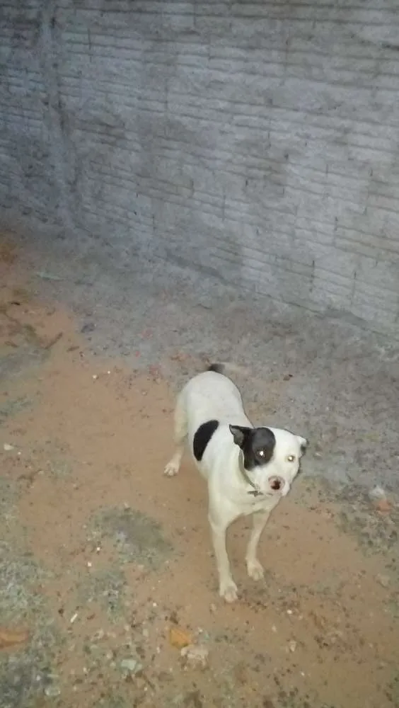 Cachorro raça Pitbull idade 6 ou mais anos nome Rossi