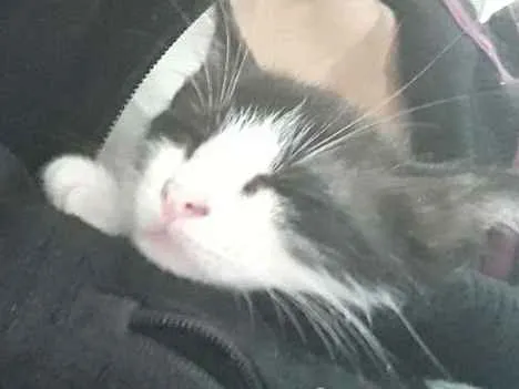 Gato ra a  idade 2 a 6 meses nome Não tem nome