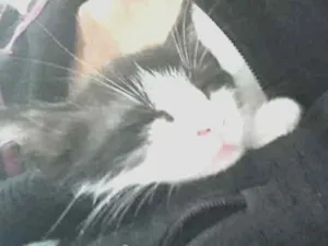 Gato raça  idade 2 a 6 meses nome Não tem nome