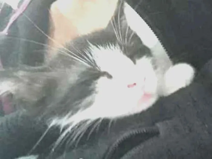 Gato ra a  idade 2 a 6 meses nome Não tem nome