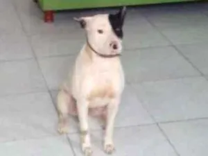 Cachorro raça Pitbull idade 6 ou mais anos nome Rossi