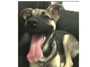 Cachorro raça Vira lata misturado  idade 1 ano nome Hulk