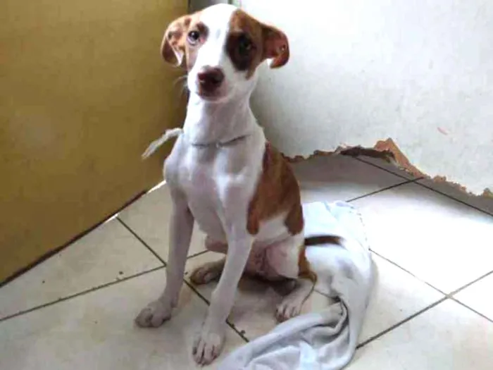 Cachorro ra a SRD idade 2 a 6 meses nome Sem nome